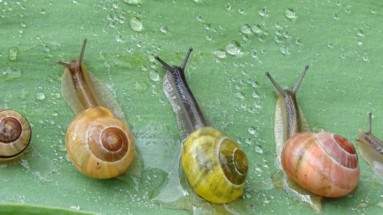 3 trucos baratos que jamás fallan para alejar caracoles y babosas del jardín